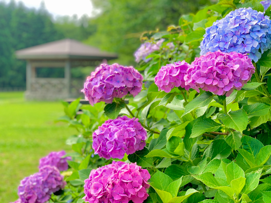 新潟県立大潟水と森公園